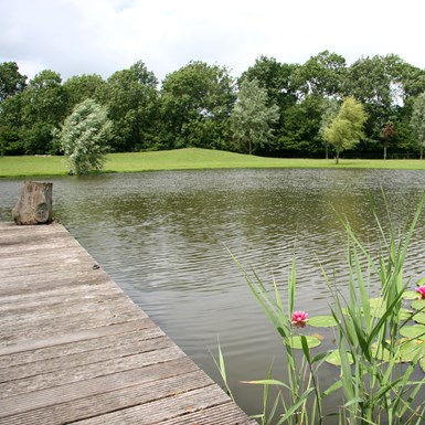 Pond with koi carps