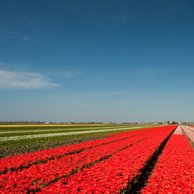 Bulb fields